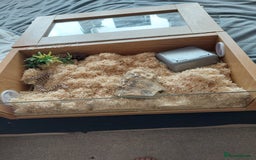 Snake reptiles for sale: BABY HOGNOSE 5MTHS OLD APROX - Image 2