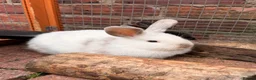 Mini Lop rabbits for sale: Mini Lop Girls - Advert 6