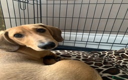 Miniature Dachshund dogs for sale: Kevin needs a new home  - Image 10