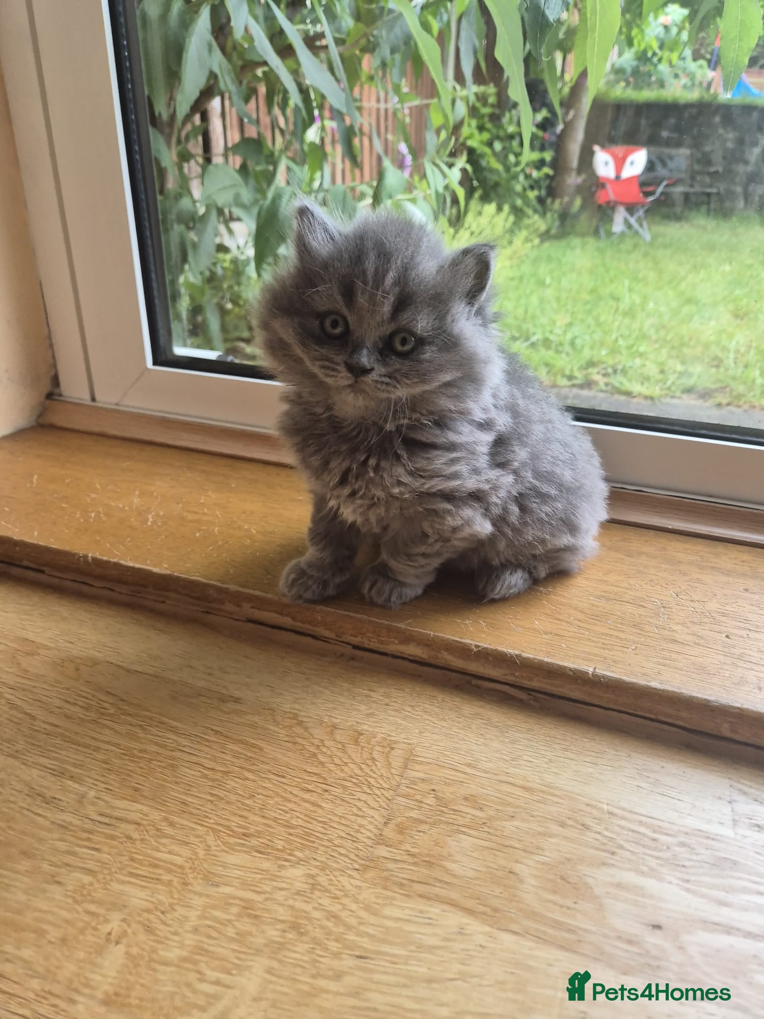 British Longhair cats for sale: Kittens blue boys and girl  in Nottingham - Advert 23