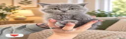 British Shorthair cats for sale: Born 20/7/26 ready to go first week October  - Advert 3