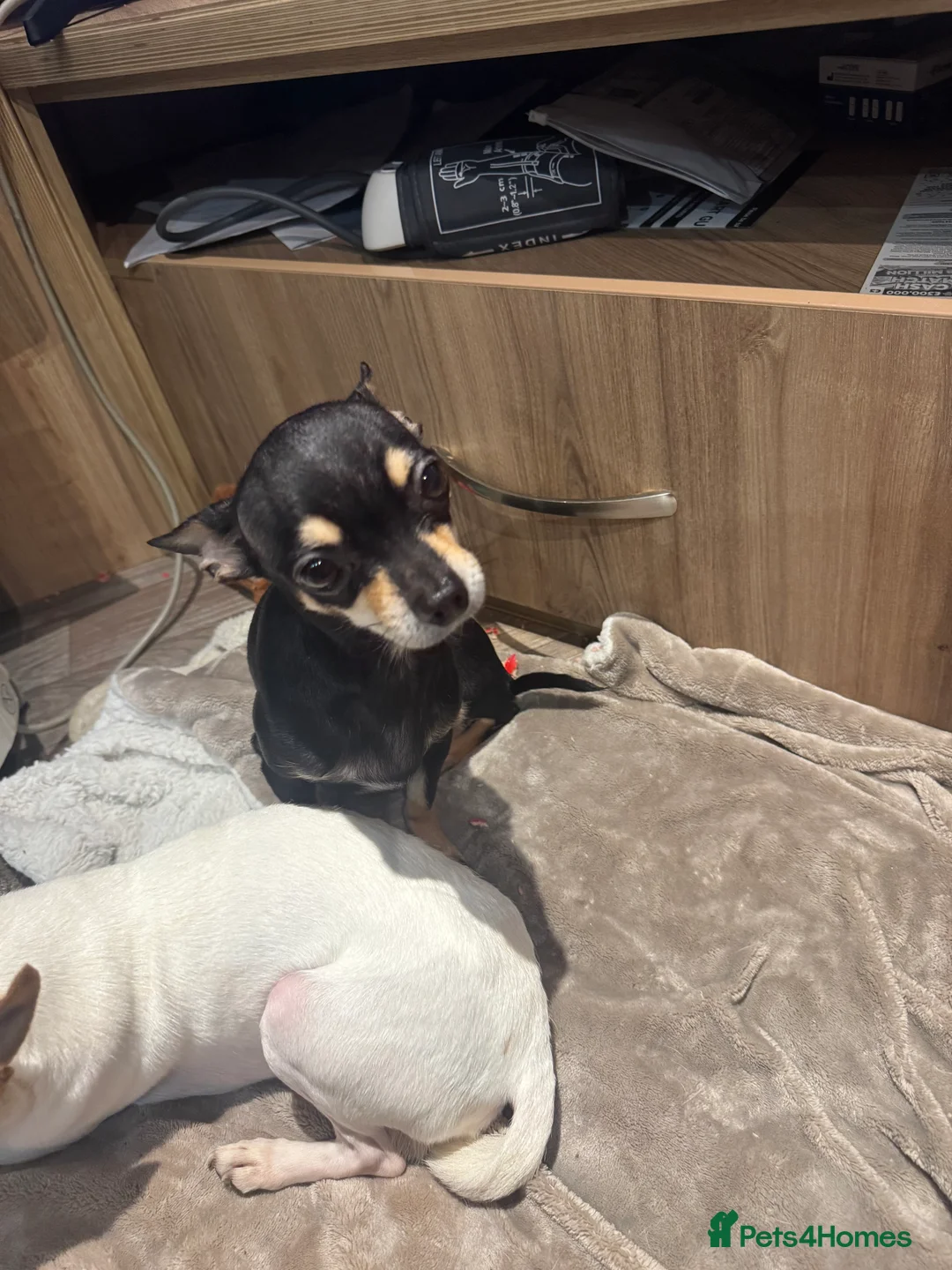 Chihuahua dogs for sale: Apple head short haired miniature Chihuahua in Southampton - Advert 1