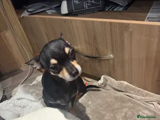 Chihuahua dogs Apple head short haired miniature Chihuahua - Advert 1