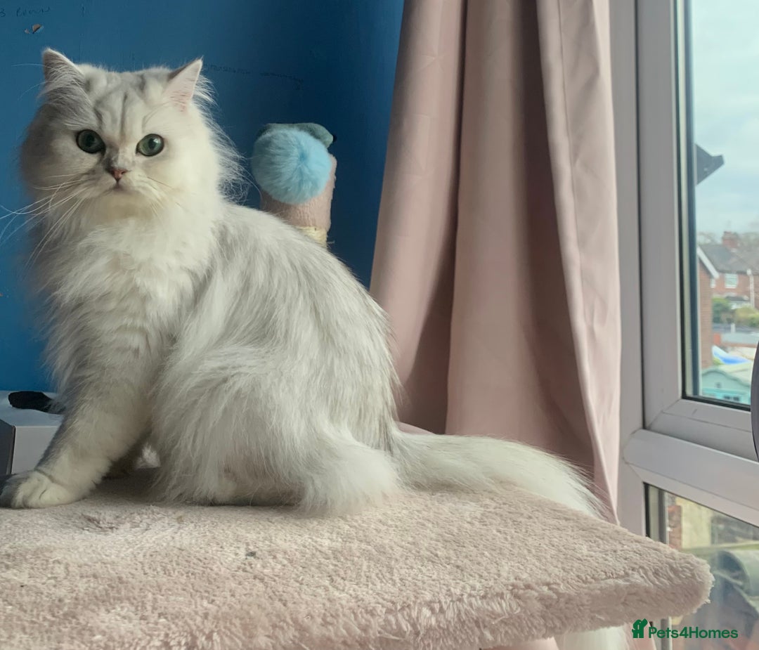 Mixed Breed cats for sale: British long hair X Chinchilla long hair - Advert 17