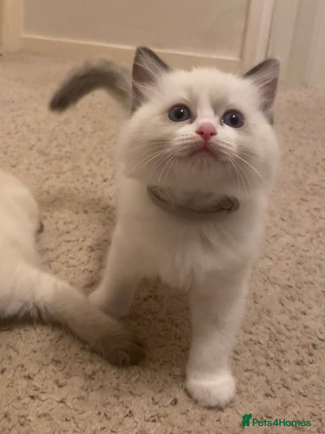 Ragdoll cats for sale: GCCF Seal point and bi colour Ragdoll Kittens - Image 33