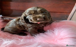 Cocker Spaniel dogs for sale: 5* LICENSED KC SHOW H/TESTED PUPPIES  - Image 12