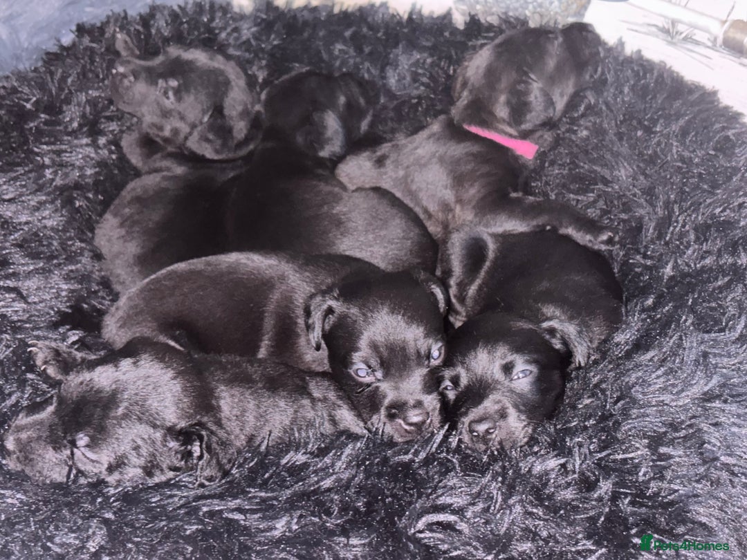 Patterdale Terrier dogs for sale: Patterdale Terrier Puppies  - Advert 1