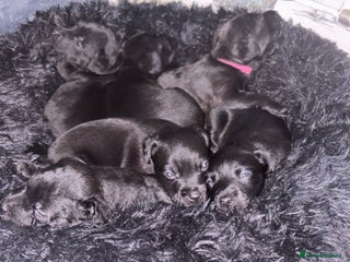 Patterdale Terrier dogs Patterdale Terrier Puppies - Advert 3