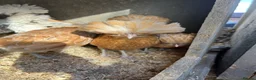 Chickens poultry for sale: Chamois polish pullets, Lavender pekin batams   - Advert 8