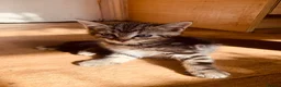 British Shorthair cats for sale: Lovely adorable Kittens FOR SALE Mixed Newquay  - Advert 28