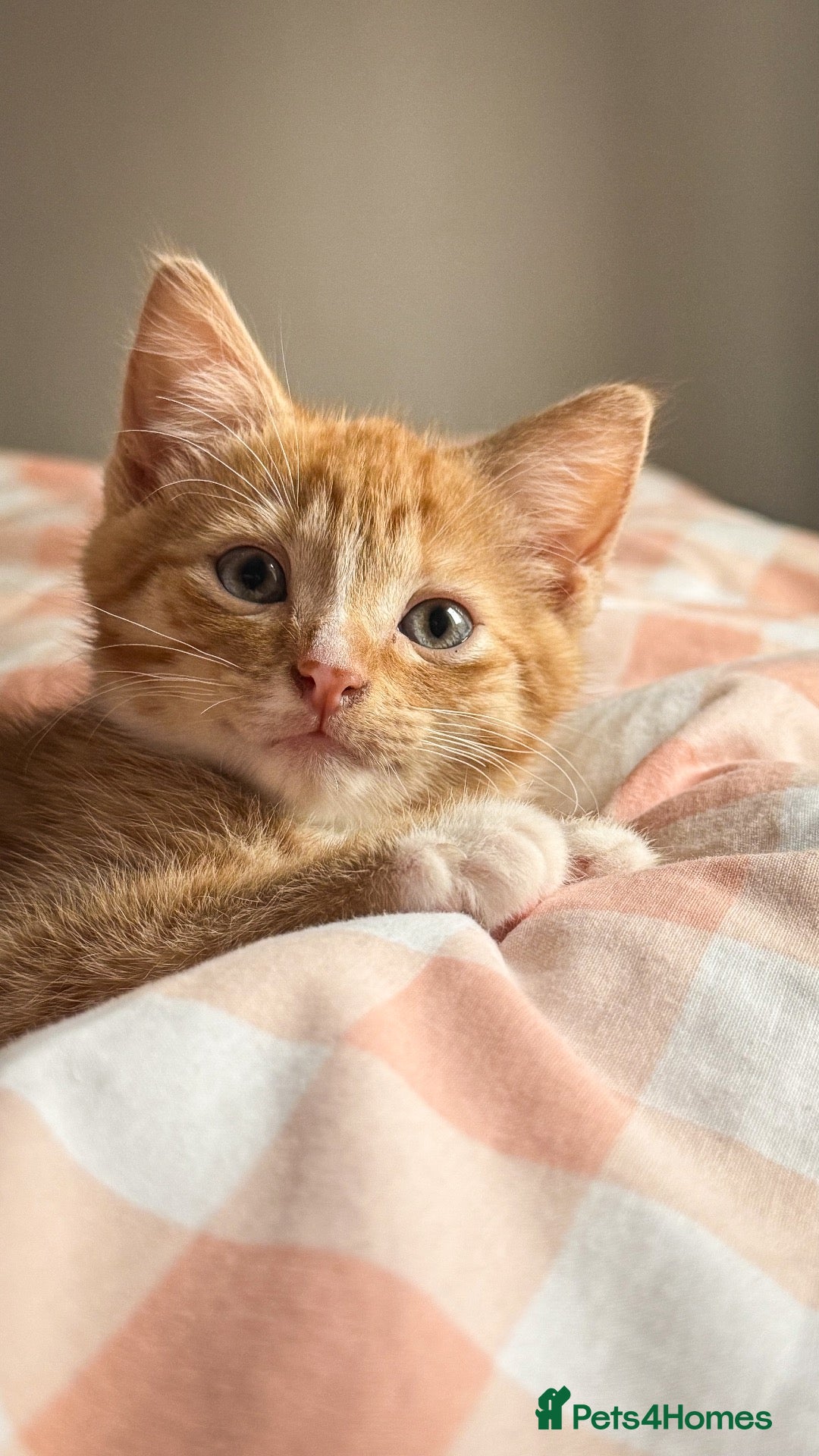 British Shorthair cats 4 month old Kitten - Advert 1