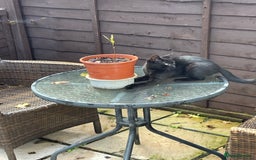 Domestic Shorthair cats for sale: Meet Skraps – Your New Snuggle Buddy! 🖤 - Image 2