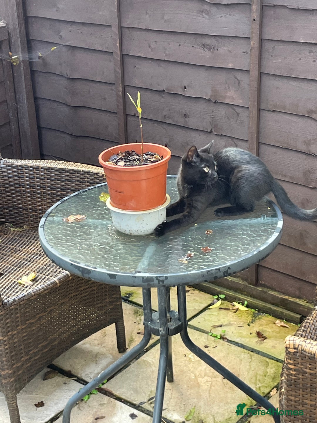 Domestic Shorthair cats for sale: Meet Skraps – Your New Snuggle Buddy! 🖤 - Image 2