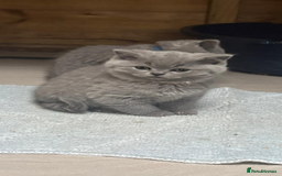 British Shorthair cats for sale: 2 left ready for new home this Saturday  - Advert 20