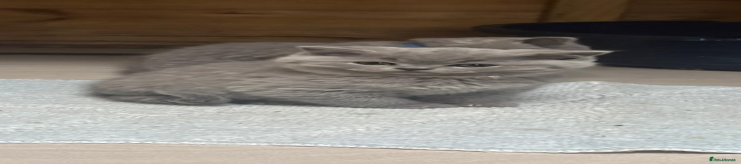 Yellow collar (ozzy)