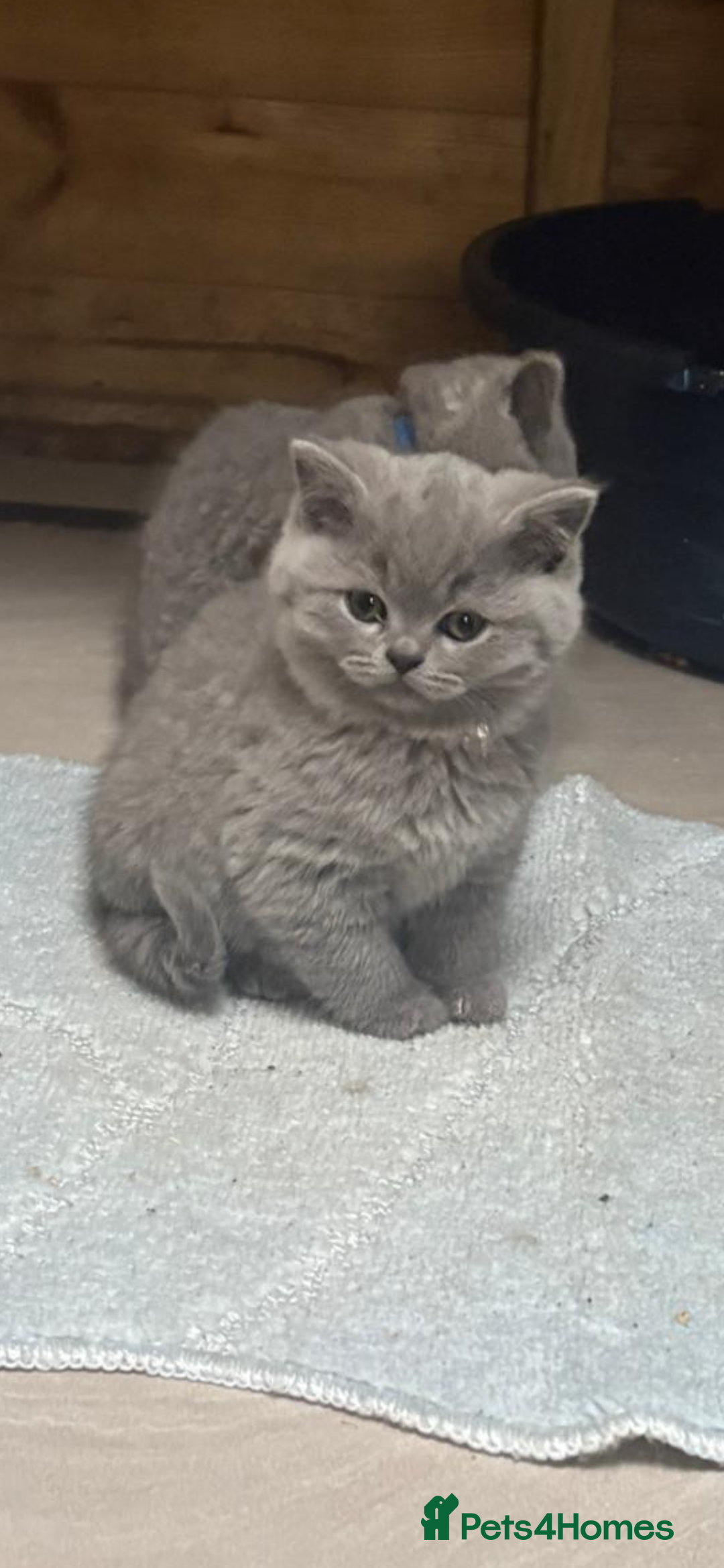 British Shorthair cats for sale: 2 left ready for new home this Saturday  - Advert 20