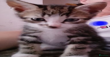 Mixed Breed cats - Advert 13