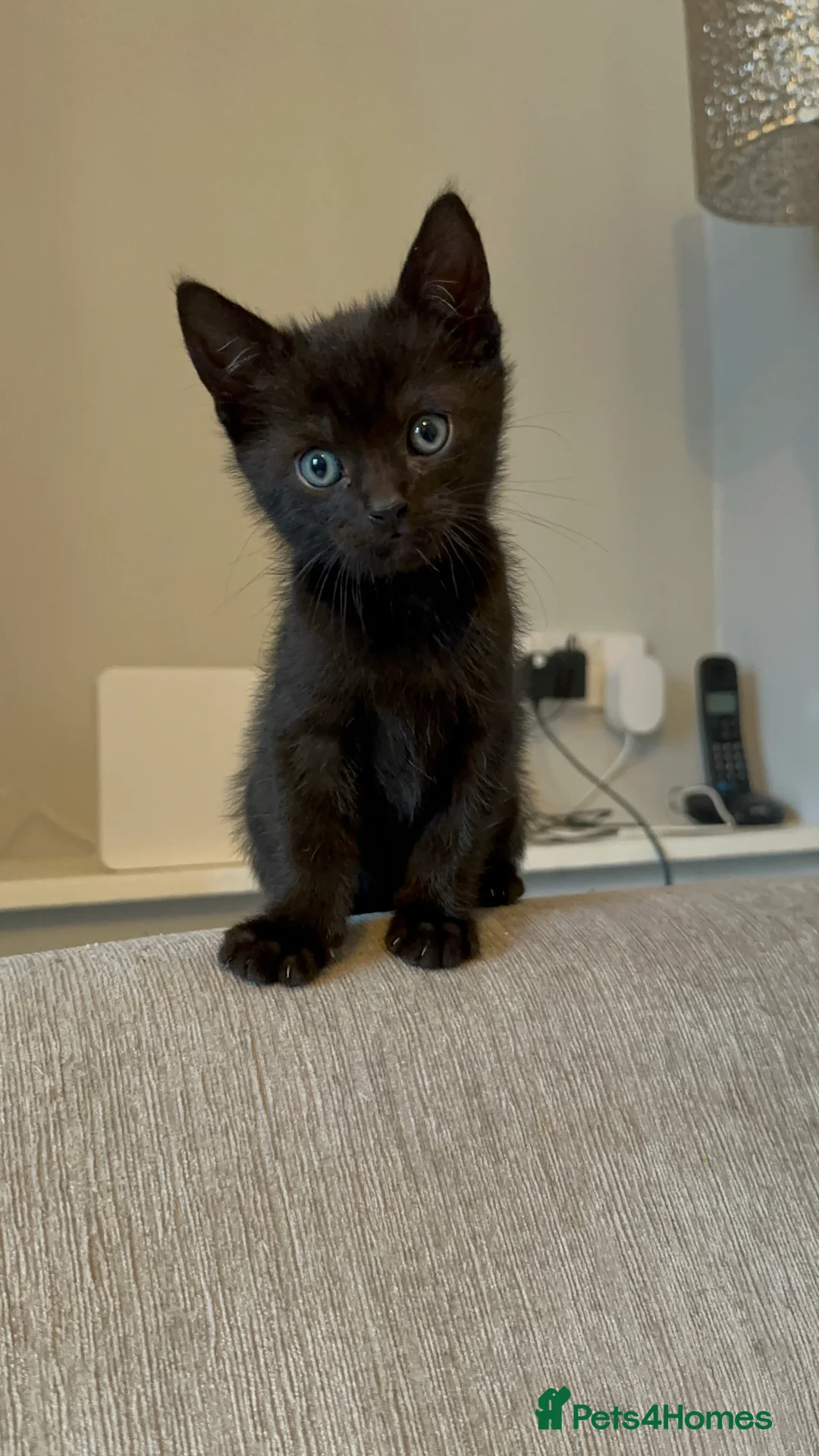 Mixed Breed cats for sale: Beautiful Male Sphynx X Tabby Mackrell Kittens  - Advert 9