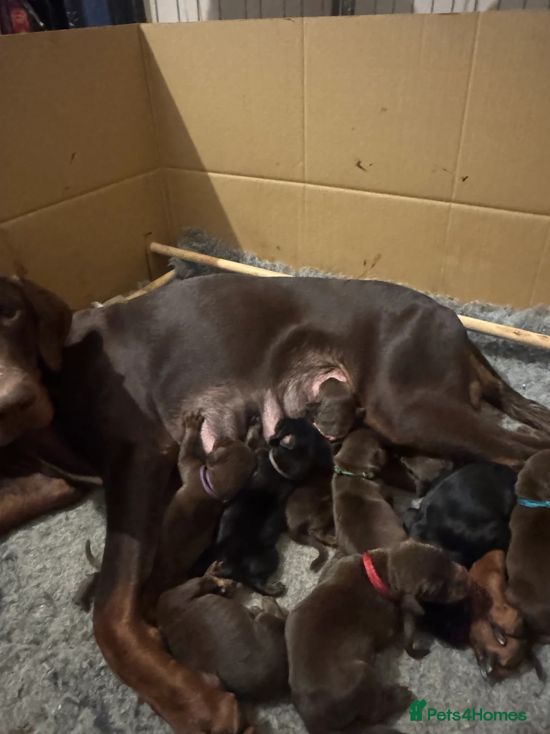 Dobermann dogs for sale: Beautiful Doberman puppies  - Advert 5