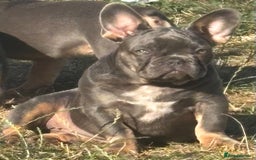 French Bulldog dogs for sale: Isabella wrapped in cream, fluffy carrier - Image 28