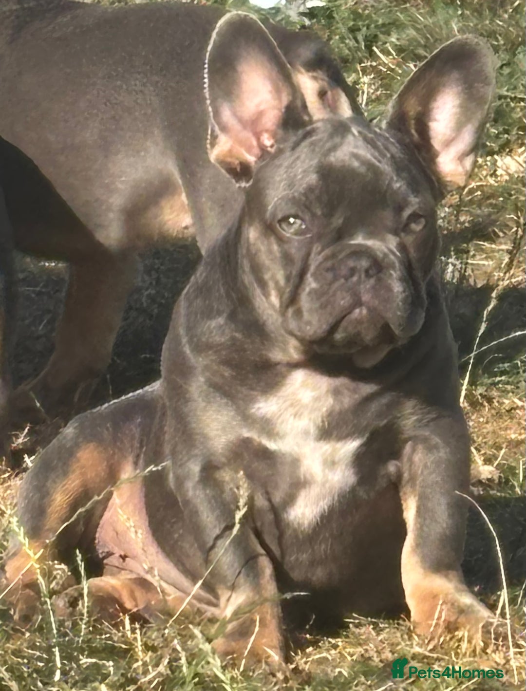 French Bulldog dogs for sale: Isabella wrapped in cream, fluffy carrier - Image 28