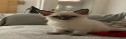 Ragdoll cats for sale: Bluepoint Ragdol female  - Advert 18