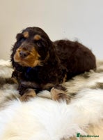 Cocker Spaniel dogs Show cockers champion bloodlines. simbawood lines. - Advert 10