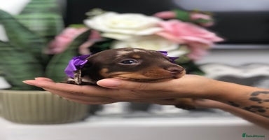 Miniature Dachshund dogs - Advert 10