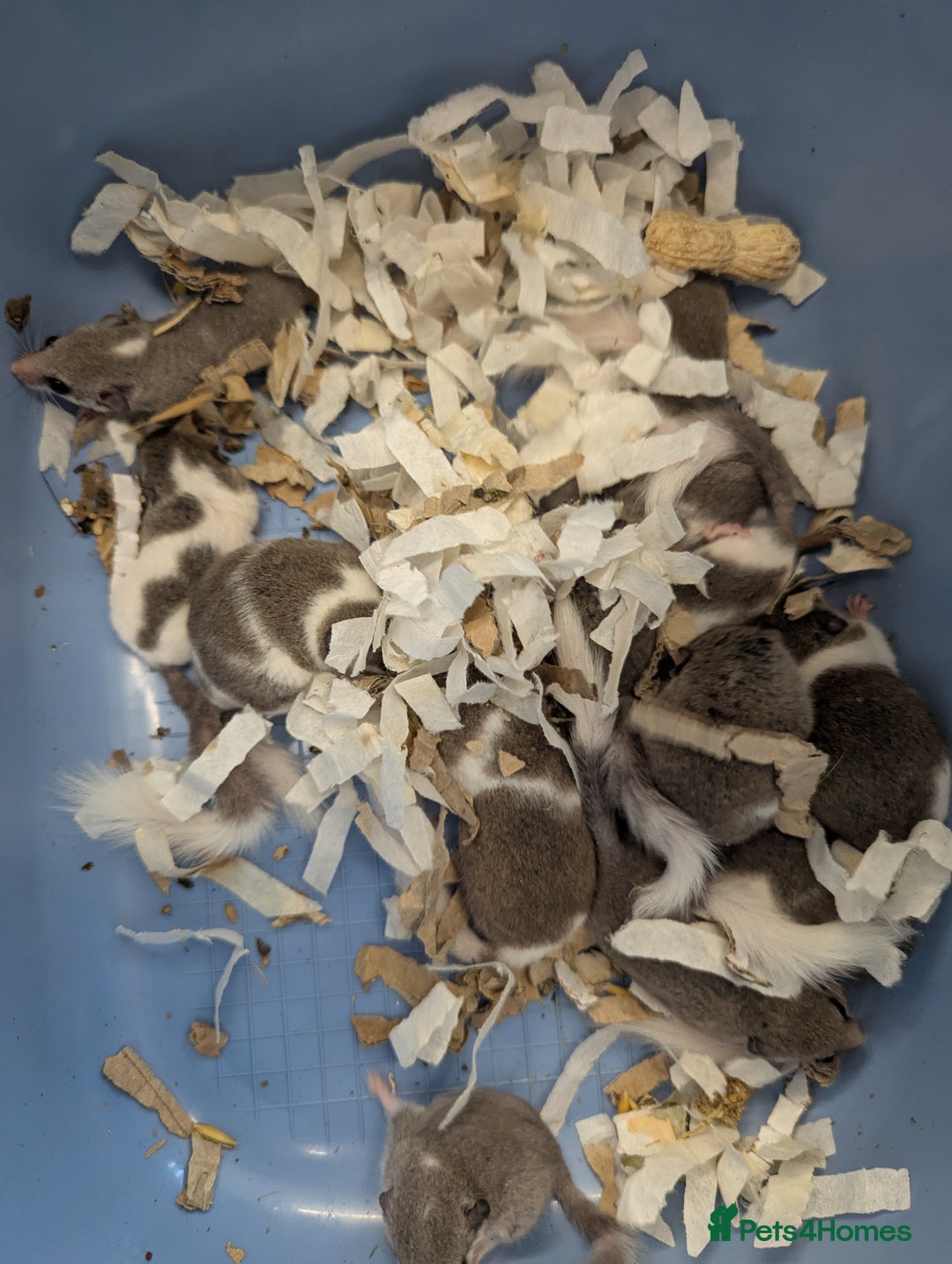 Mouse rodents for sale: Pied African Pygmy Dormice - male - Advert 4