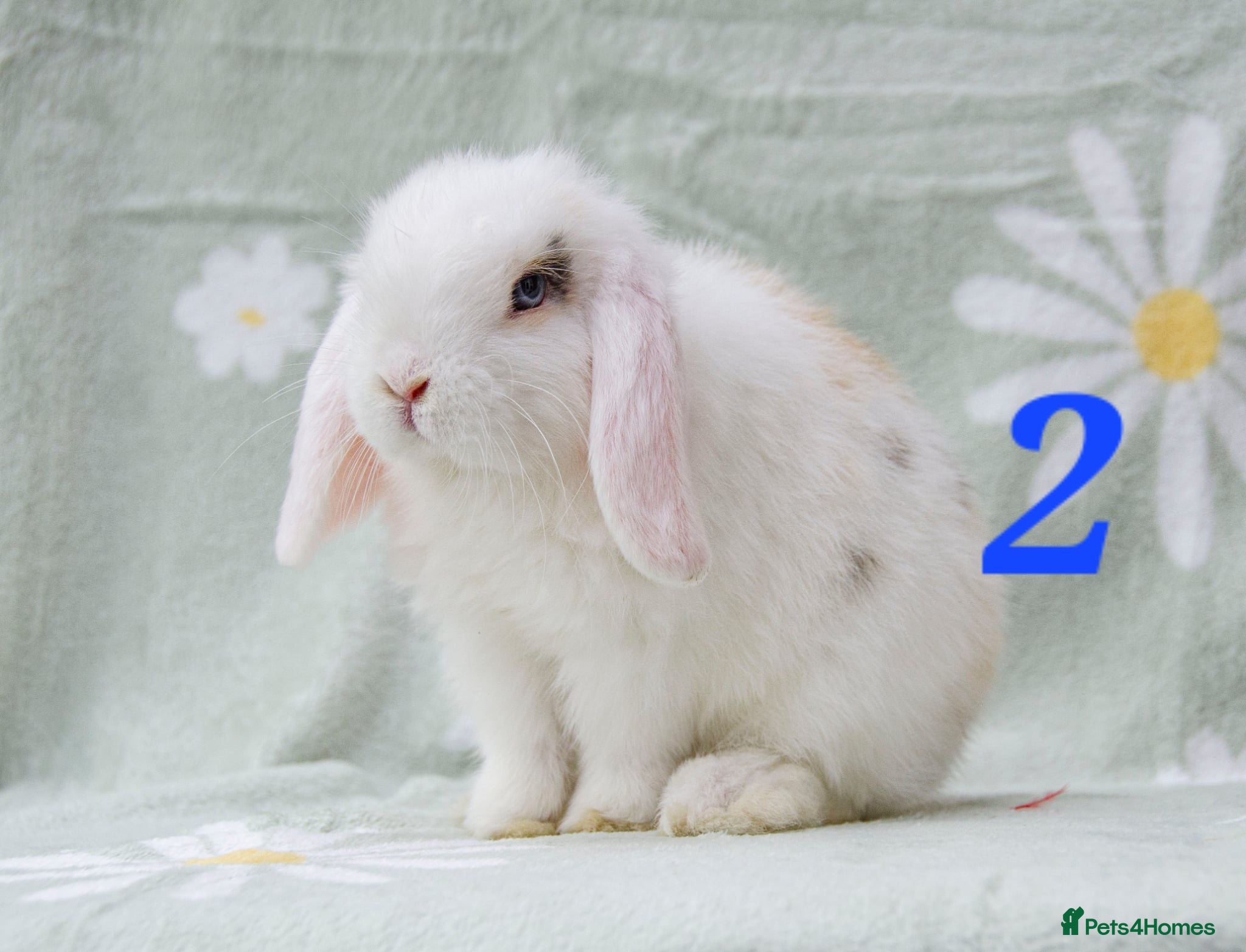 Mini Lop rabbits Friendly handled babies ready now - Advert 1