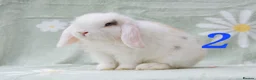 Mini Lop rabbits for sale: Friendly handled babies ready now - Advert 1