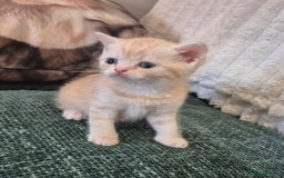 British Shorthair cats for sale: Beautiful British shorthair kittens - Image 32