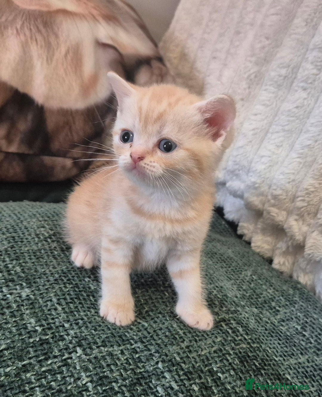 British Shorthair cats for sale: Beautiful British shorthair kittens - Image 32