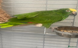 Parrots birds for sale: AMAZON YELLOW CROWNED PANAMA PROVEN PAIR - Image 11