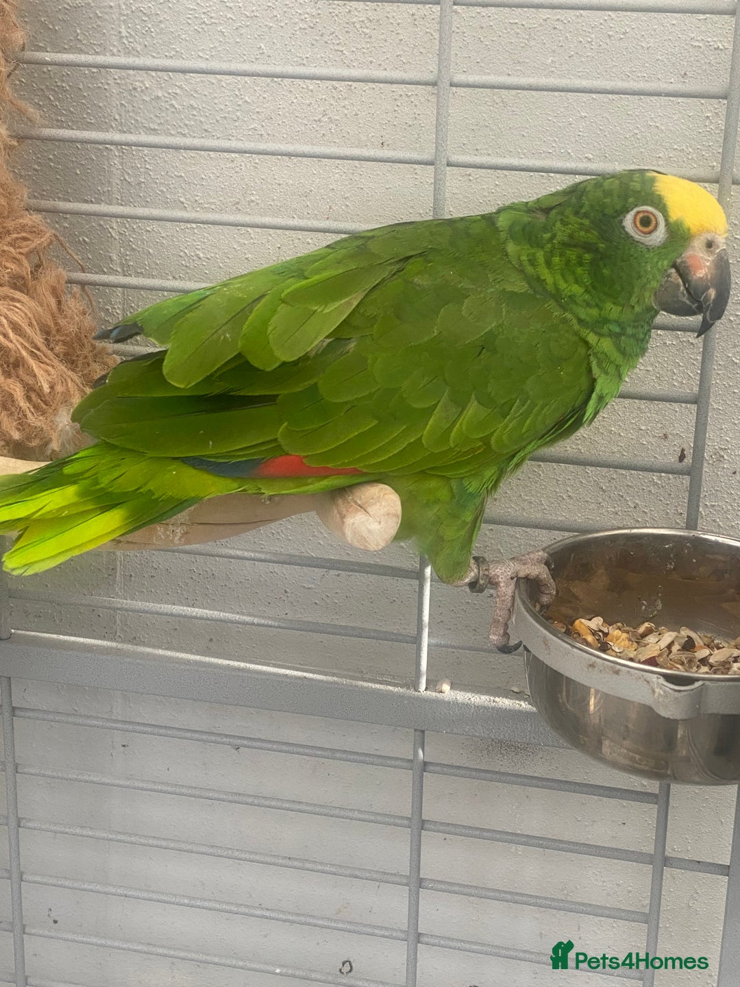 Parrots birds for sale: AMAZON YELLOW CROWNED PANAMA PROVEN PAIR - Image 11