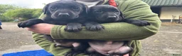 Labrador Retriever dogs for sale: Gorgeous chunky Labrador Puppies - Advert 6