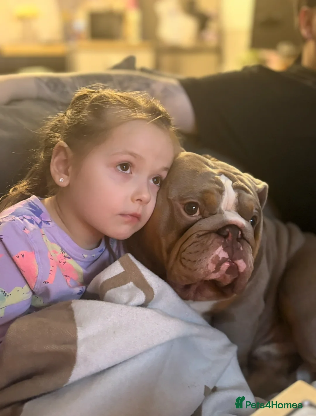 English Bulldog dogs for sale: Male English Bulldog - Advert 10