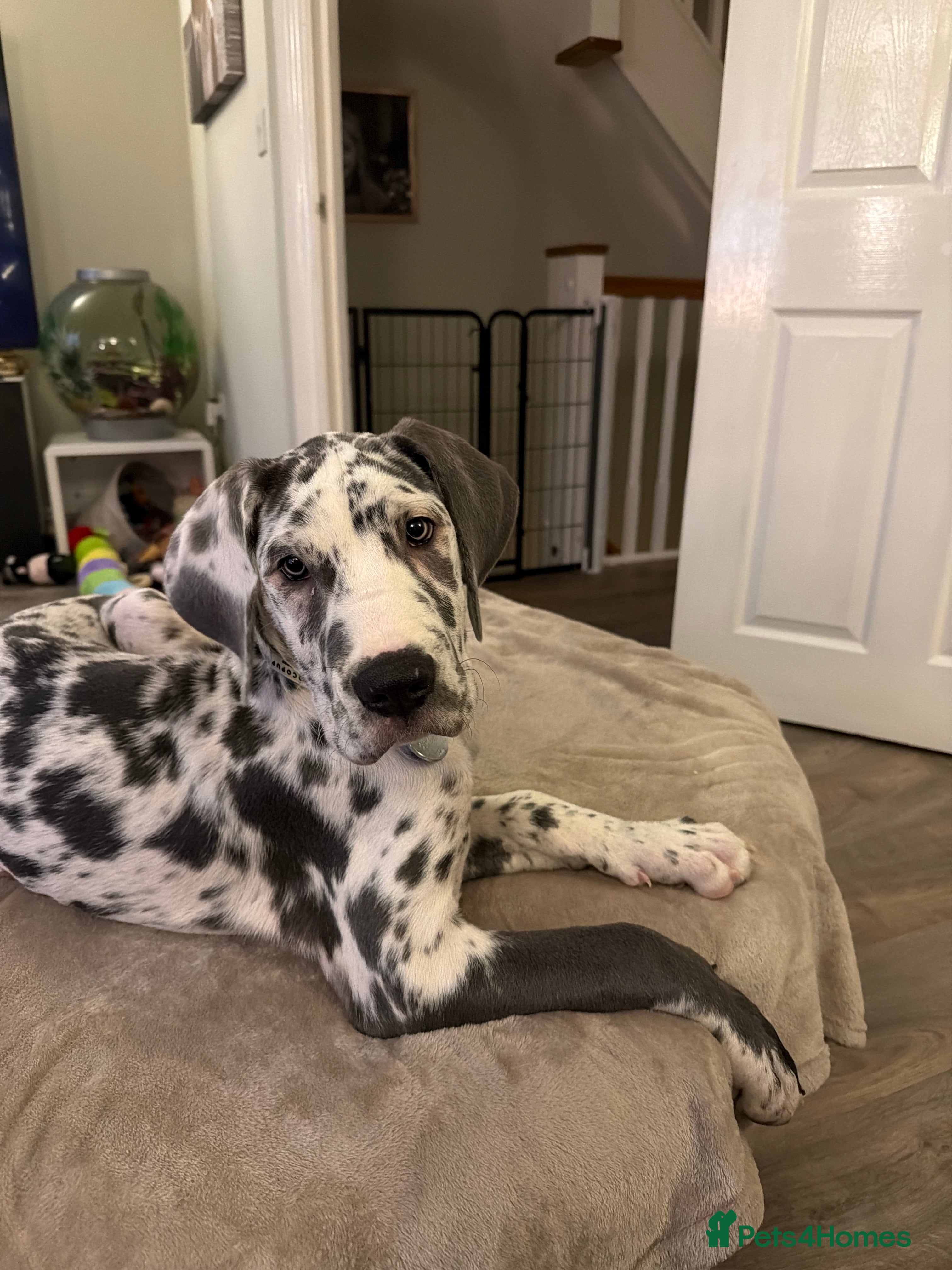 Great Dane dogs Stunning 16 week old blue harlequin female - Advert 2