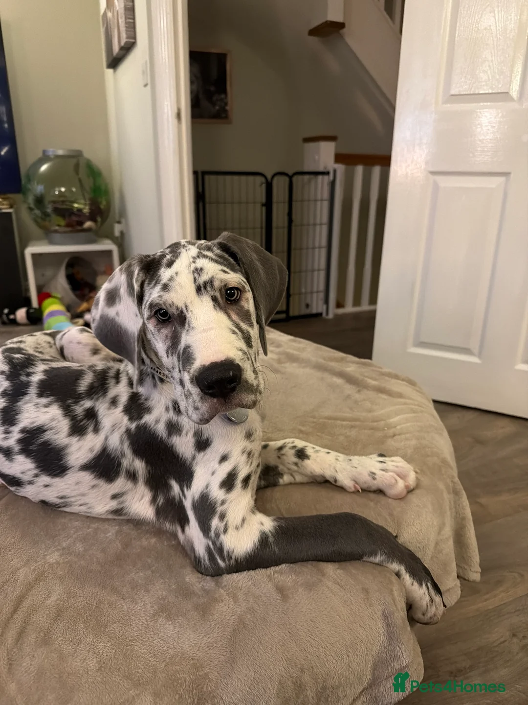 Great Dane dogs for sale: Stunning 16 week old blue harlequin female - Advert 1