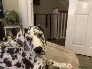 Great Dane dogs Stunning 16 week old blue harlequin female - Advert 2