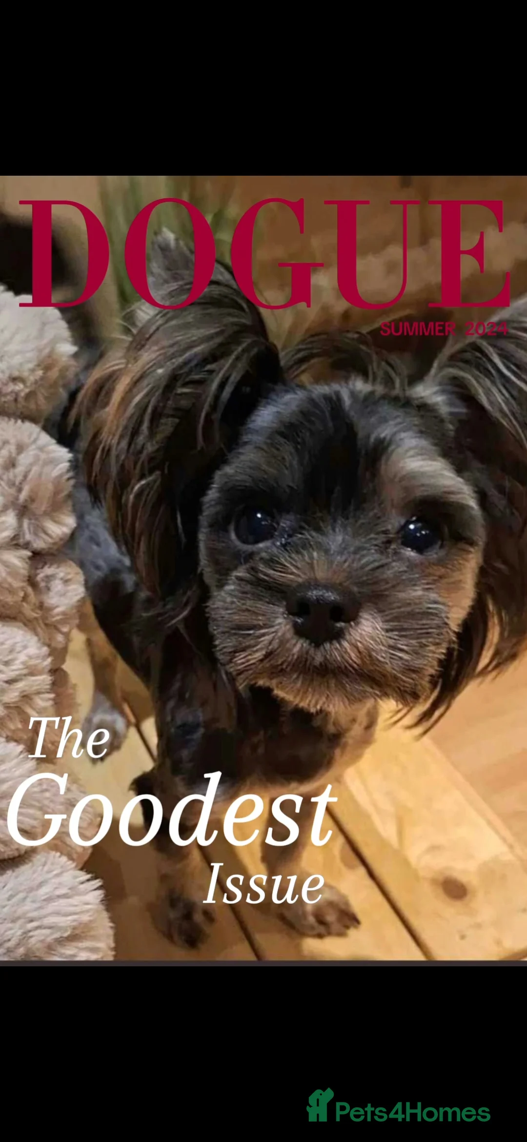 Yorkshire Terrier dogs for sale: Tiny Blue Merle Colourful Terrier.  - Advert 3