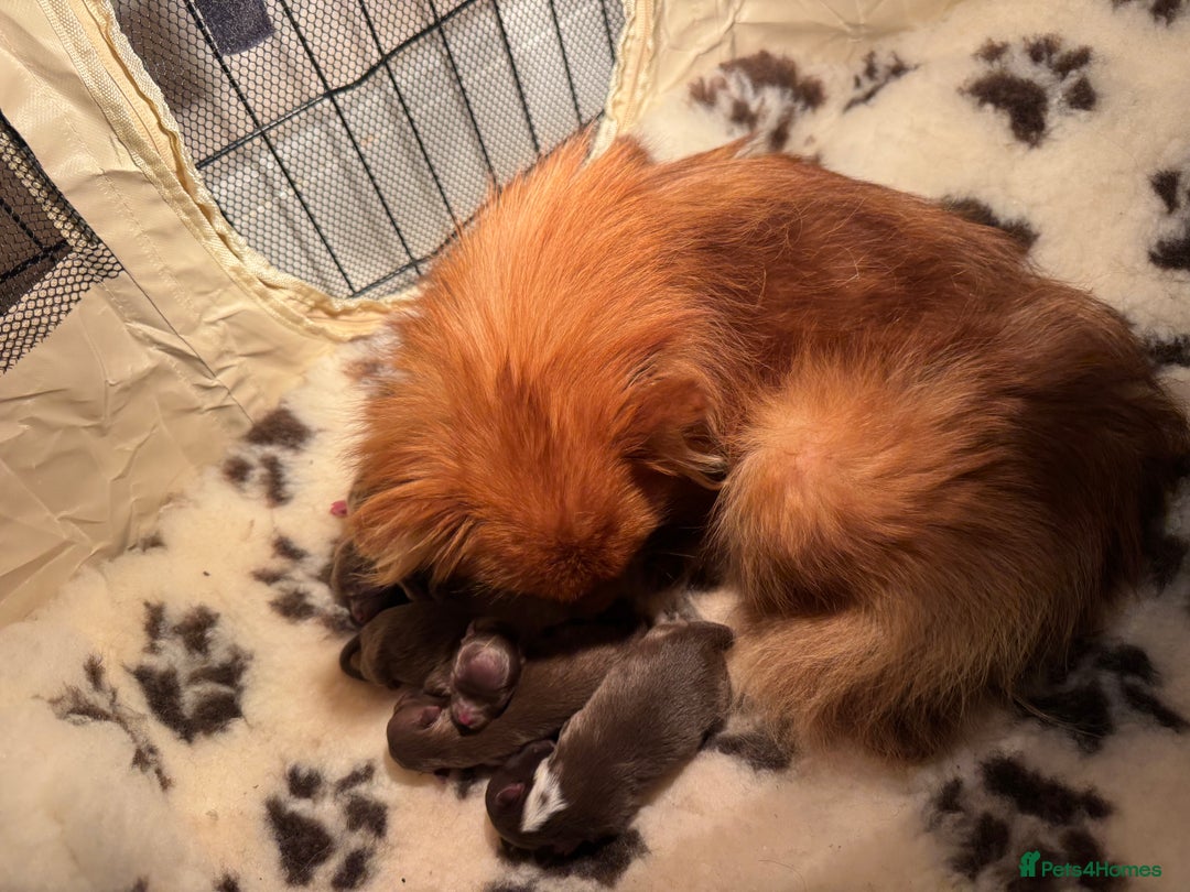 Pomeranian dogs for sale: CHOCOLATE FLUFFY PUPS - Advert 14