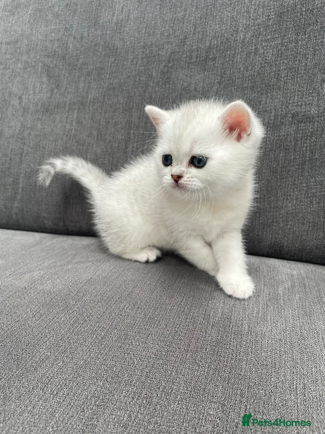 British Shorthair cats for sale: Silver Tipped British Shorthair Kittens - Advert 2