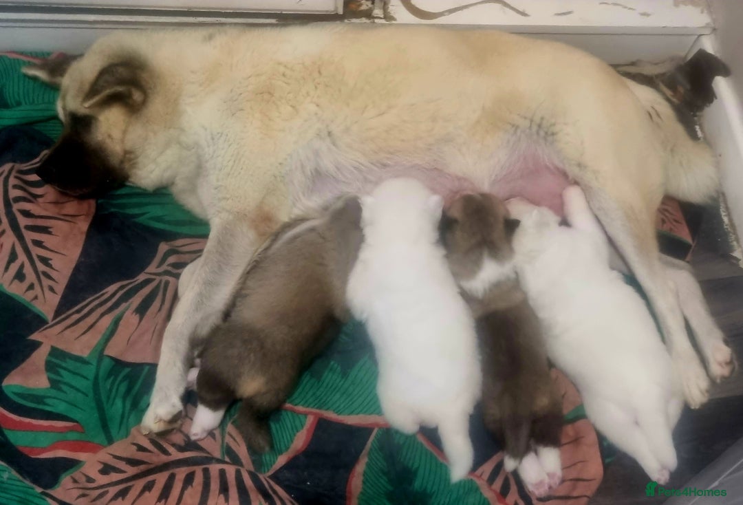 Akita dogs for sale: Akita pups  in Sunderland - Advert 1