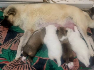 Akita dogs Akita pups in Sunderland - Advert 11