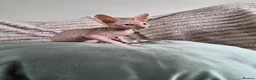 Sphynx cats for sale: GORGEOUS SPHYNX KITTENS  - Advert 7