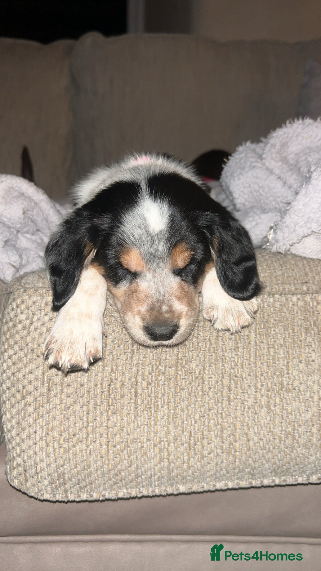 Mixed Breed dogs for sale: Australian Kelpie/Cocker Spaniel Puppies  - Advert 11