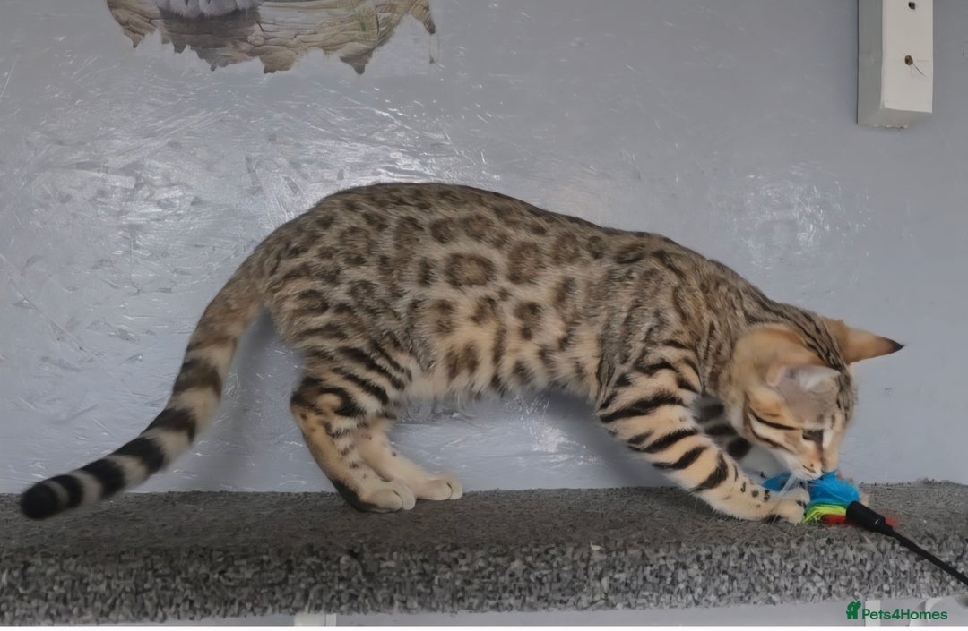 Bengal cats for sale: 1 beautiful bengal girl ready to leave now - Image 12