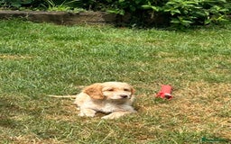 Cavapoo dogs for sale: Beautiful Cavapoo Puppies  - Image 10