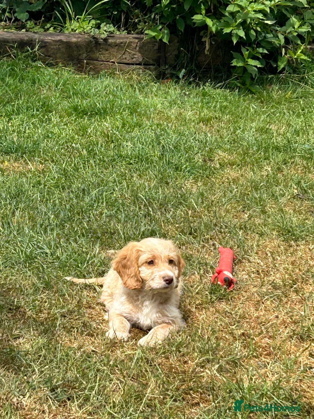 Cavapoo dogs for sale: Beautiful Cavapoo Puppies  - Image 10